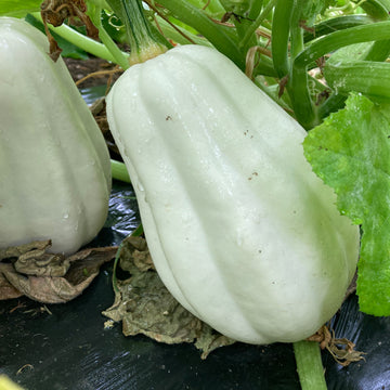Mashed Potato Squash Seeds – Vegetable Plant