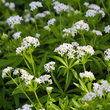 Standard Sweet Woodruff Seeds - Herbal Plant