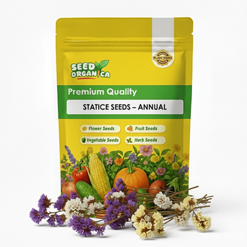 Statice Seeds – Annual