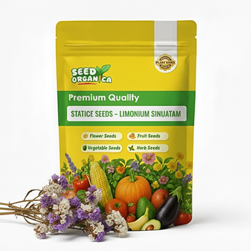 Statice Seeds – Limonium Sinuatum