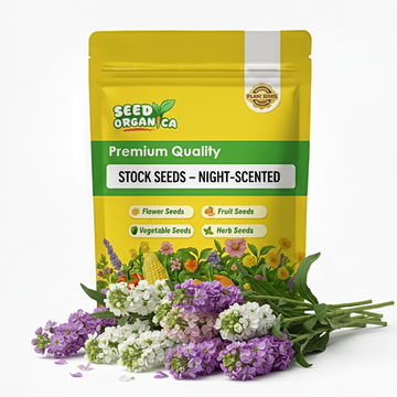 Stock Seeds – Night-Scented