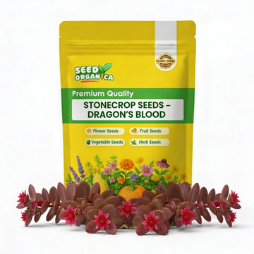 Stonecrop Seeds – Dragon's Blood
