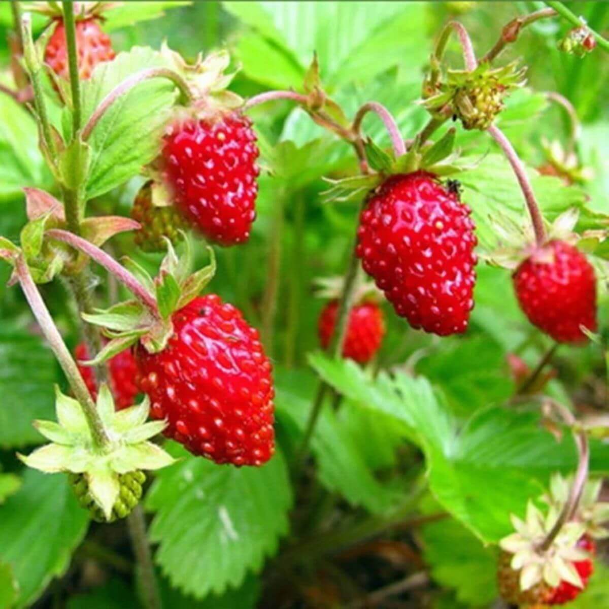 Strawberry Seeds – Alexandria