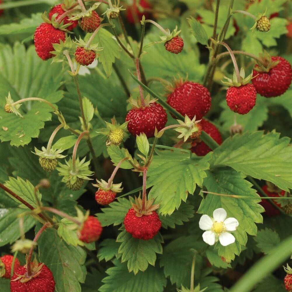 Strawberry Seeds – Alexandria