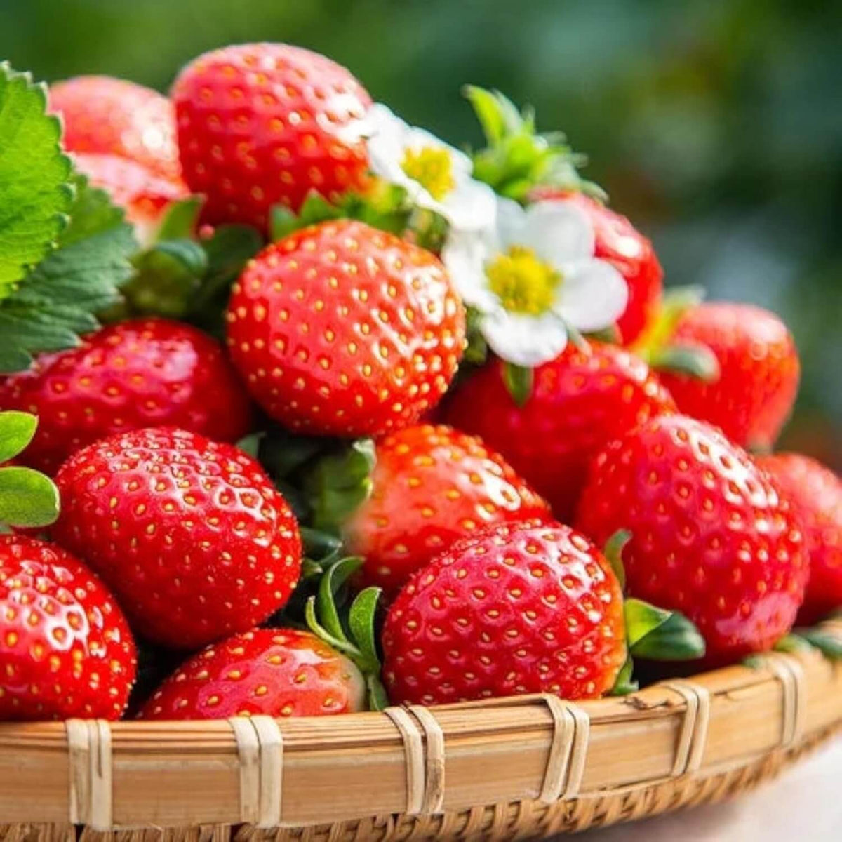 Strawberry Seeds – Cream