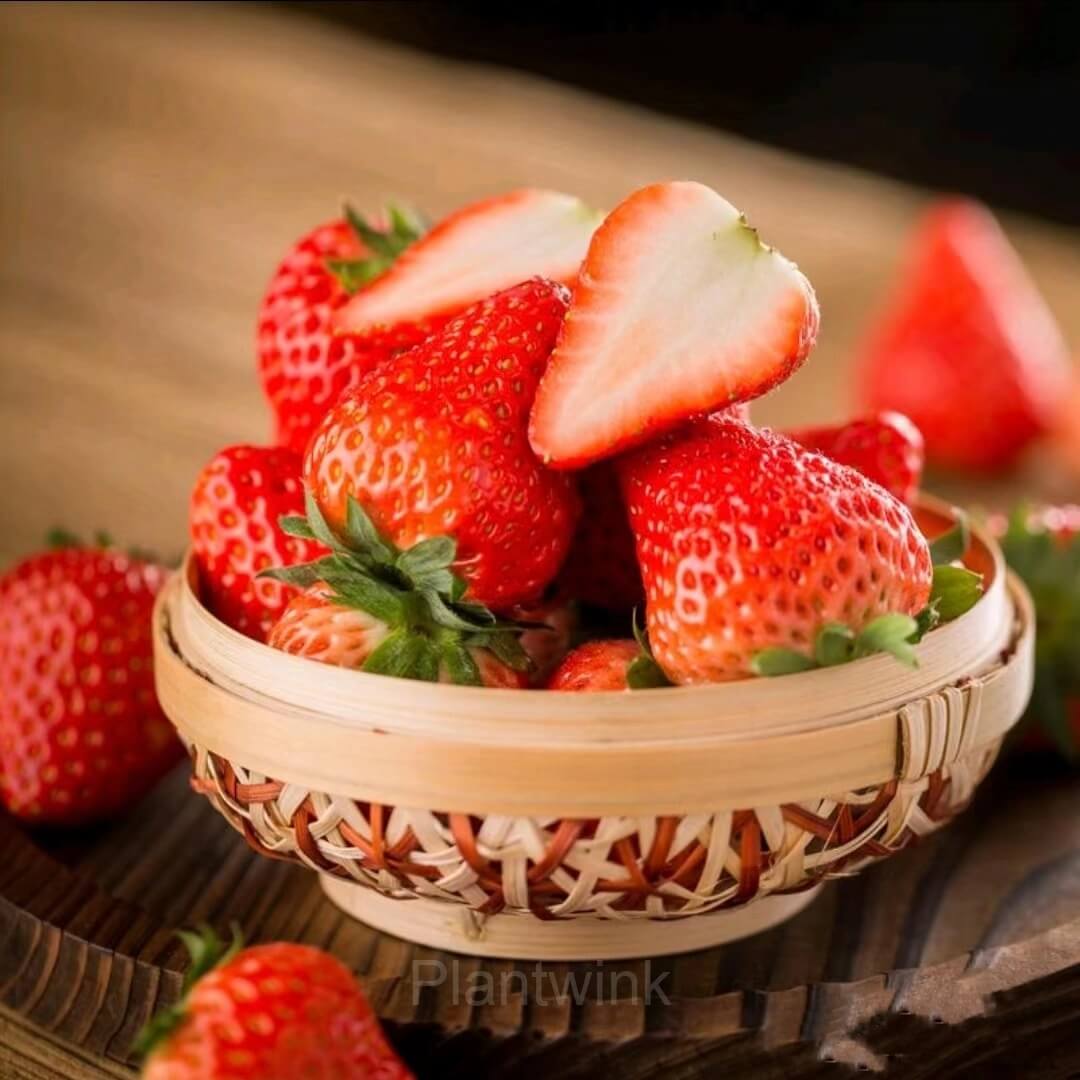 Strawberry Seeds – Cream