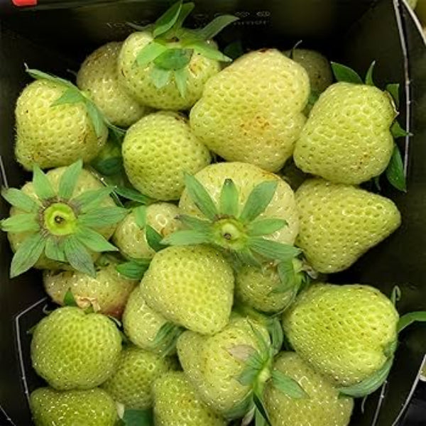 Strawberry Seeds – Light Green