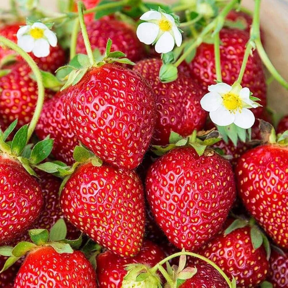Strawberry Seeds – Ozark Beauty