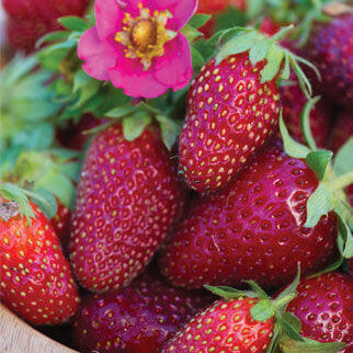 Strawberry Seeds – Pink