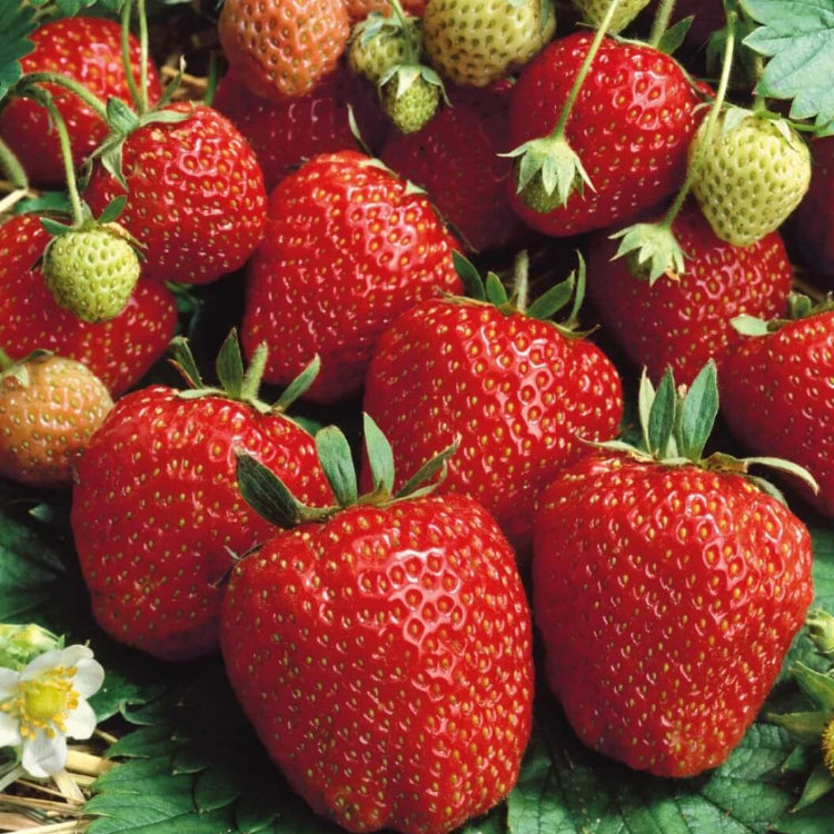 Strawberry Seeds – Seascape