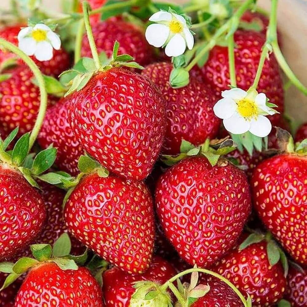 Strawberry Seeds – Seascape