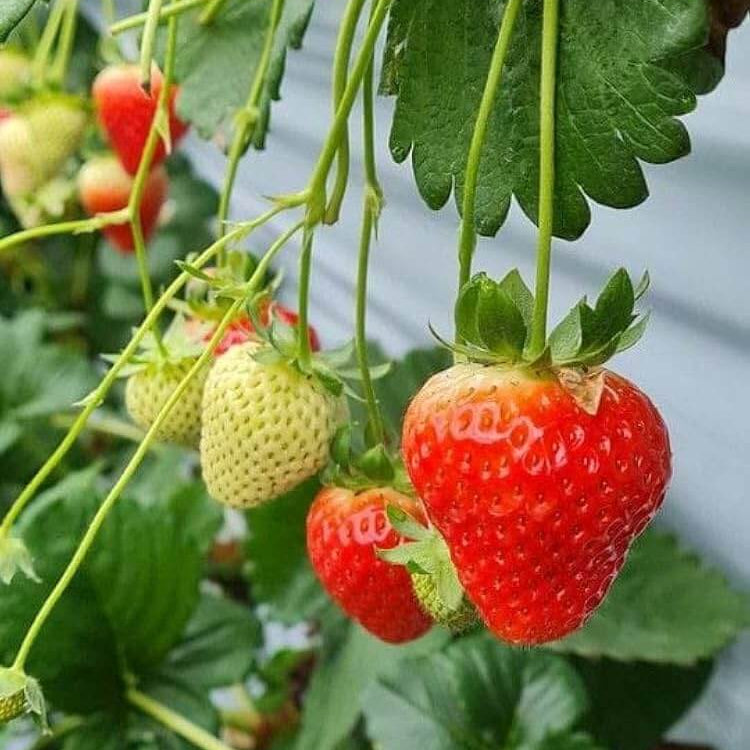 Strawberry Seeds - Fruit Plant for Home Gardens