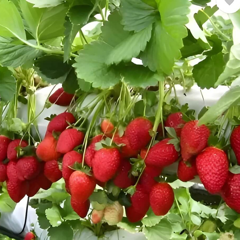 Strawberry Seeds - Fruit Plant for Home Gardens
