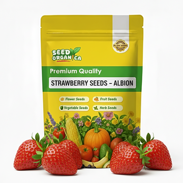 Strawberry Seeds – Albion