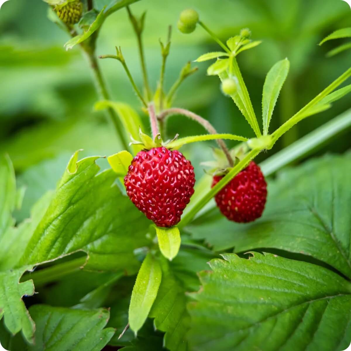 Strawberry Seeds – Alexandria