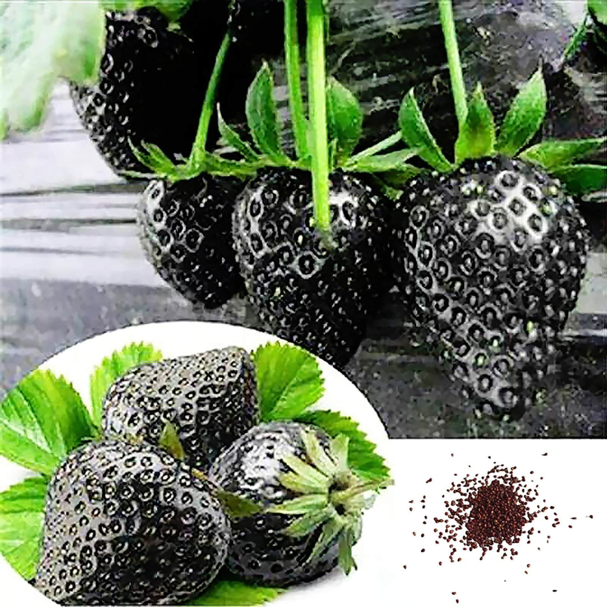Strawberry Seeds – Black