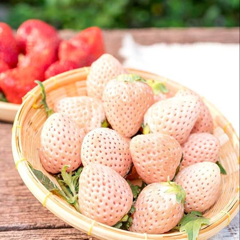 Strawberry Seeds – Bright Orange