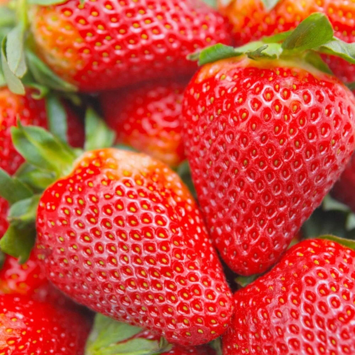 Strawberry Seeds – Cream