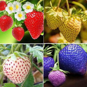 Strawberry Seeds – Mixed