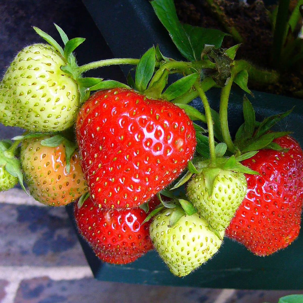 Strawberry Seeds – Ozark Beauty