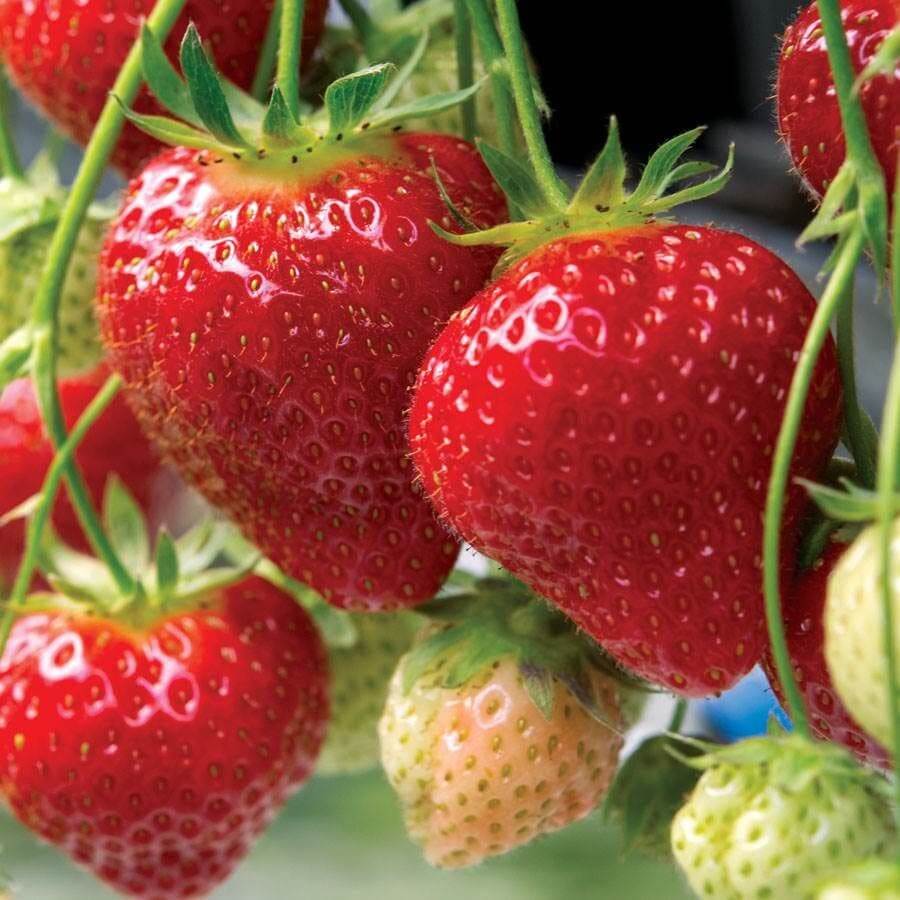 Strawberry Seeds – Seascape