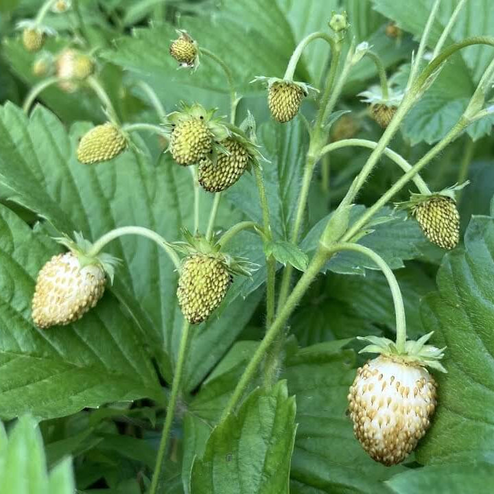 Strawberry Seeds – White Alpine