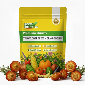 Strawflower Seeds – Orange Double