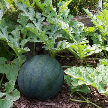 Sugar Baby Watermelon Seeds - Fruit Plant
