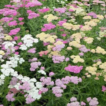 Summer Pastels Mix Achillea Seeds - Flower Plant