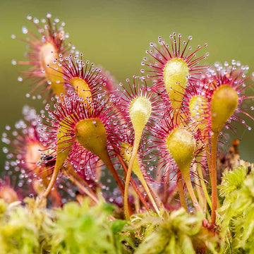 Drosera Carnivorous Sundew Seeds – Flower Plant