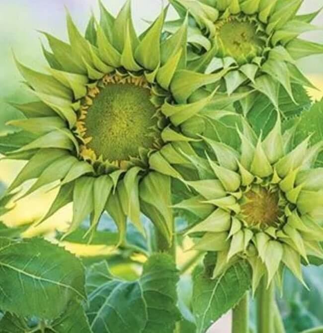 Sunflower Seeds – Green