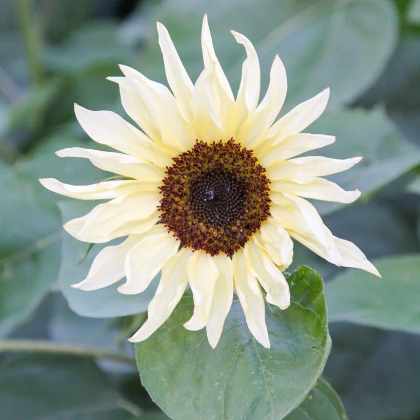 Sunflower Seeds – Buttercream
