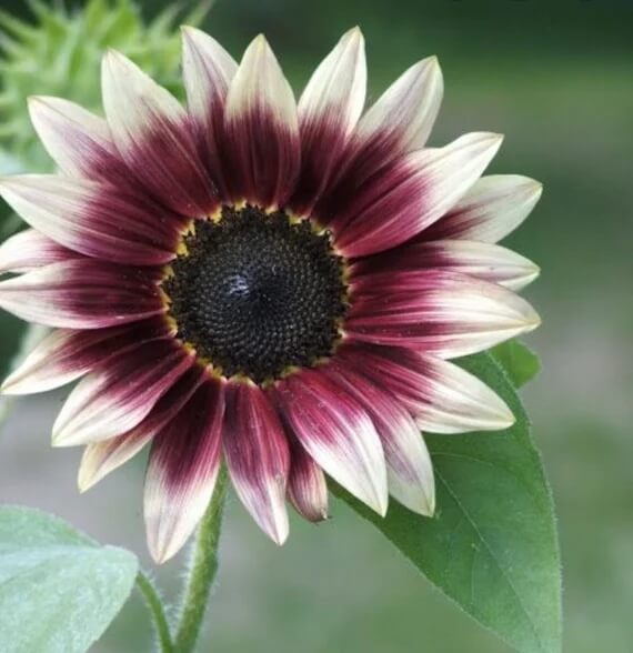Sunflower Seeds – Cherry Rose