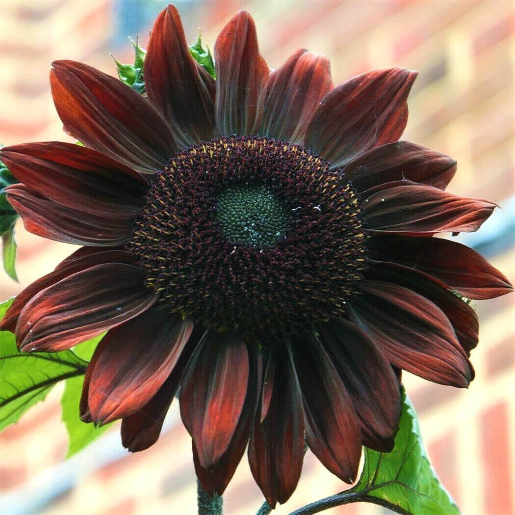 Sunflower Seeds – Chocolate Cherry