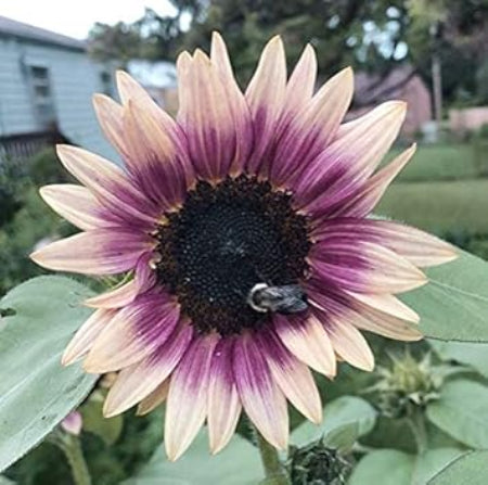 Sunflower Seeds – Cream Violet