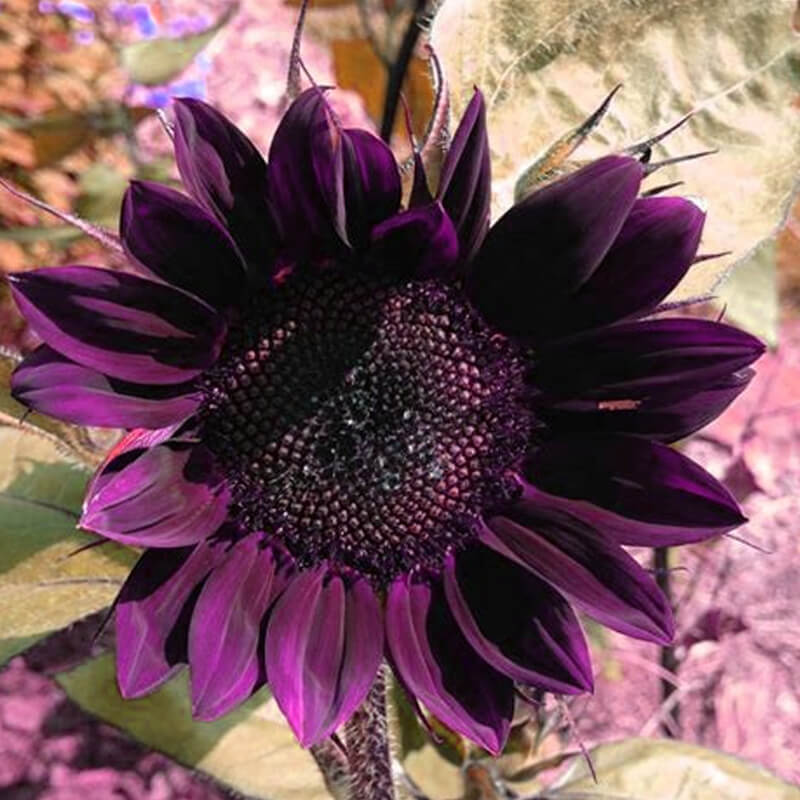 Sunflower Seeds – Deep Purple