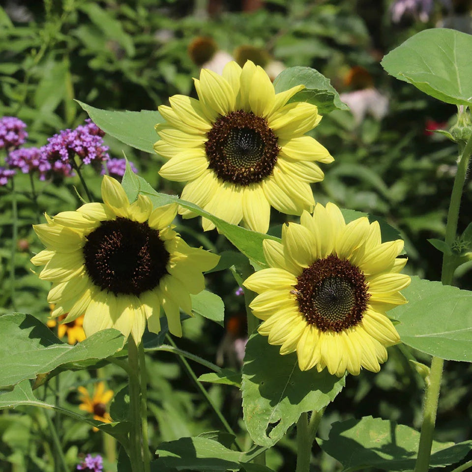 Sunflower Seeds – Lemon