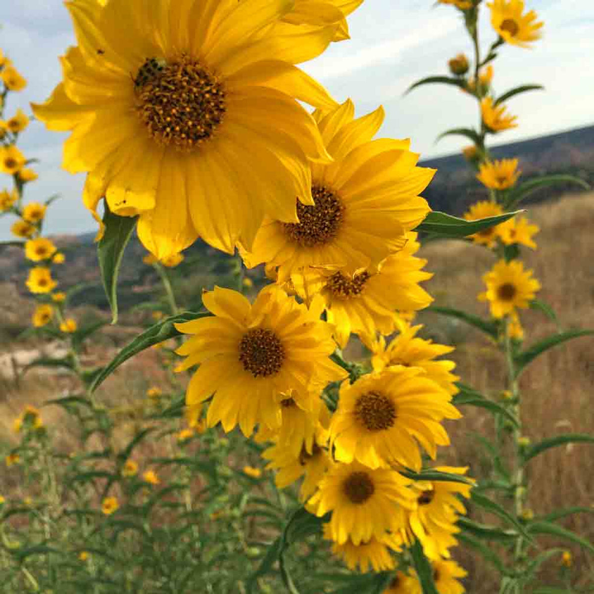 Sunflower Seeds – Maximilian