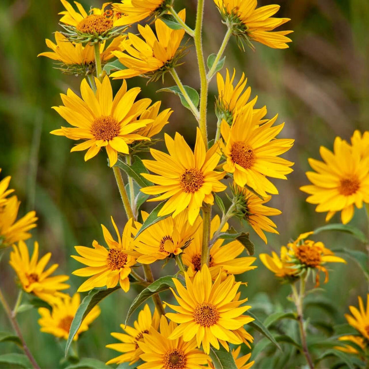 Sunflower Seeds – Maximilian