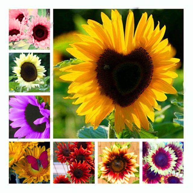 Sunflower Seeds – Mix
