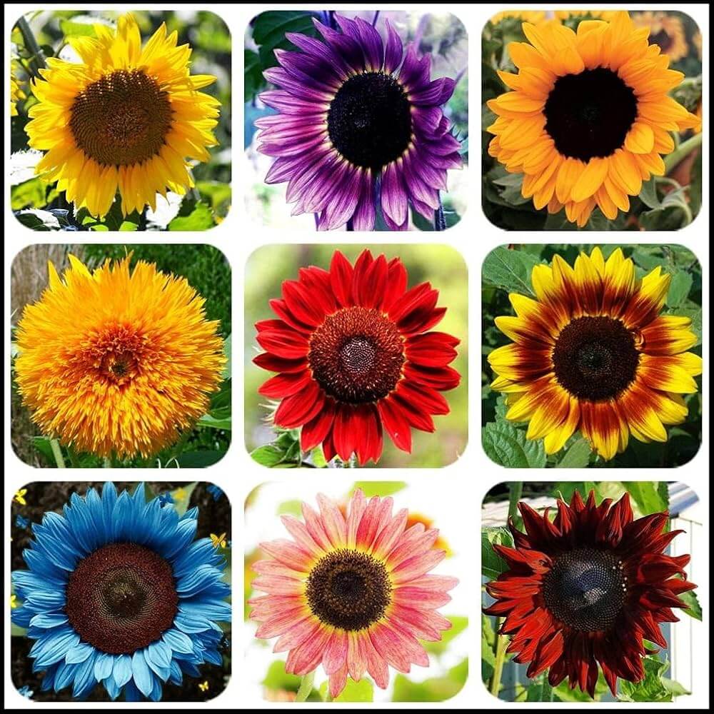 Sunflower Seeds – Mix