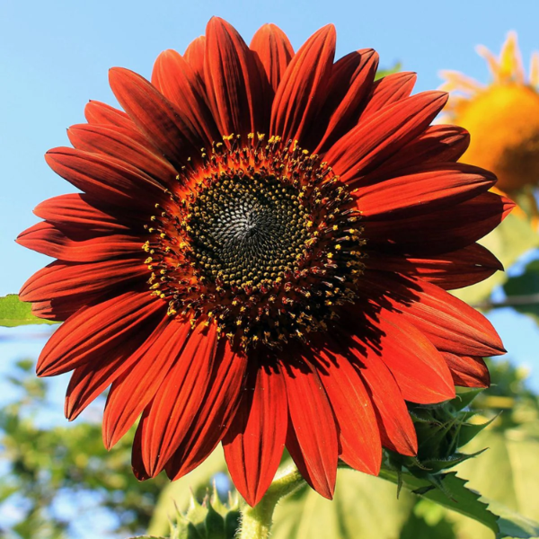 Sunflower Seeds – Moulin Rouge