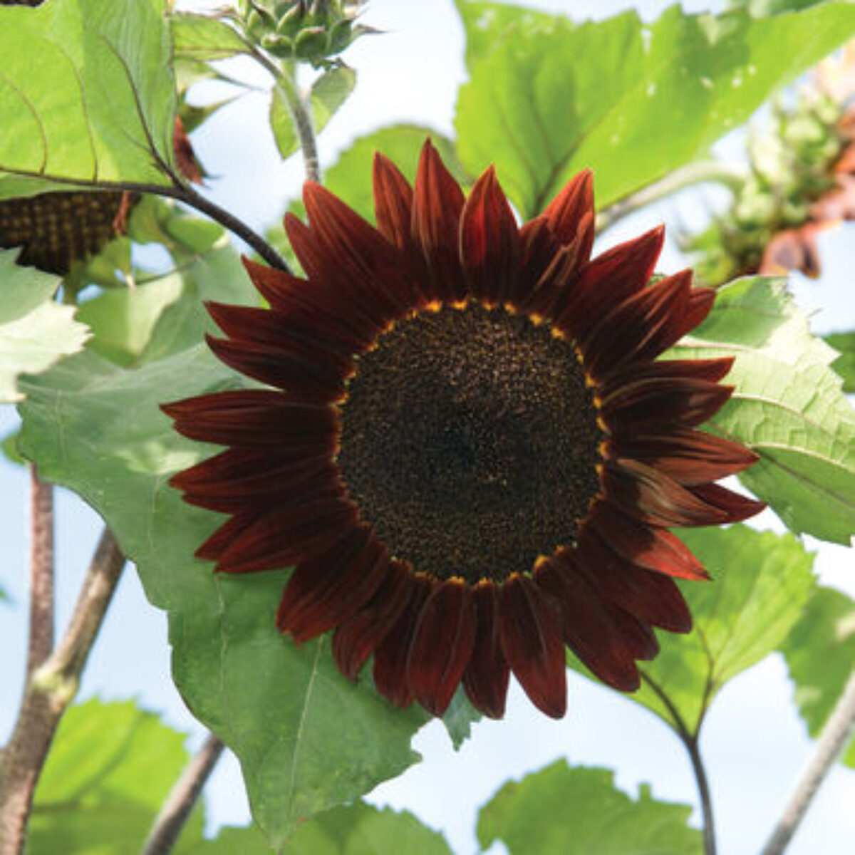 Sunflower Seeds – Moulin Rouge