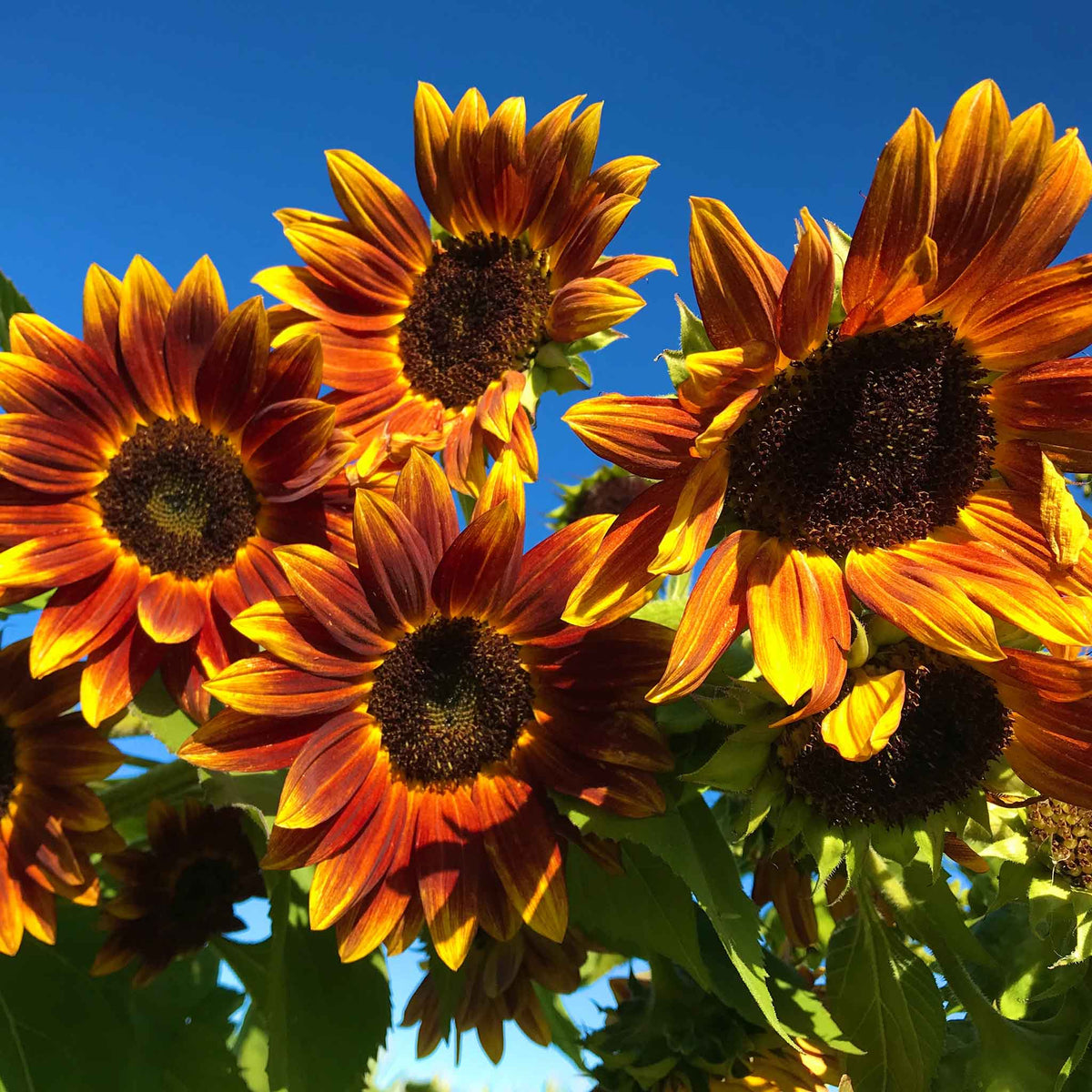 Sunflower Seeds – Orange Mini
