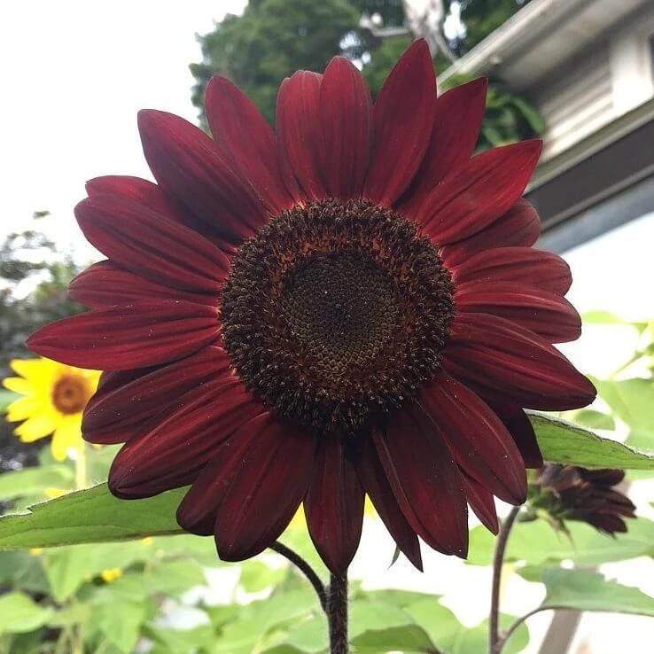 Sunflower Seeds – Red Moulin