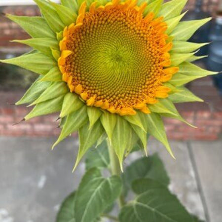 Sunflower Seeds – Sea Green