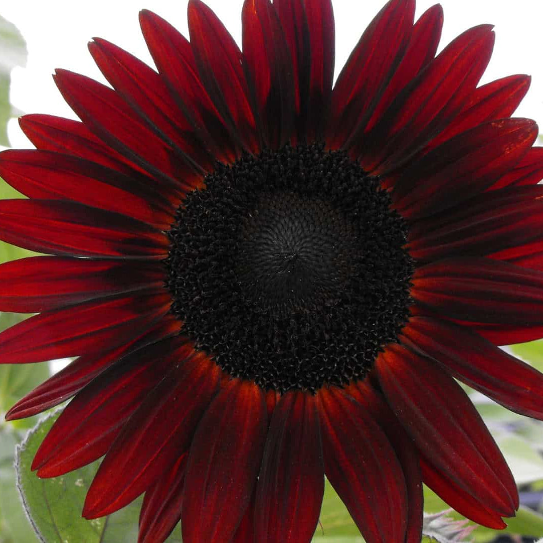 Sunflower Seeds – Red Moulin