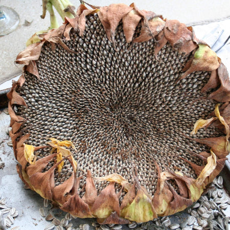 Sunflower Seeds – Gray Giant