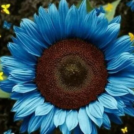 Sunflower Seeds – Ocean Blue