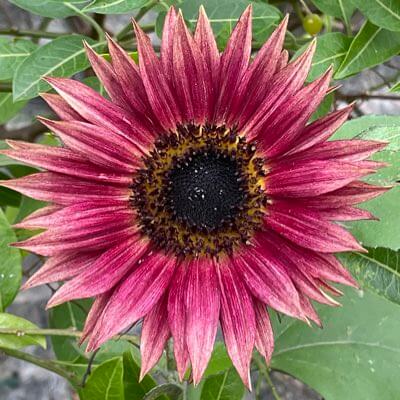 Sunflower Seeds – Pink Mini